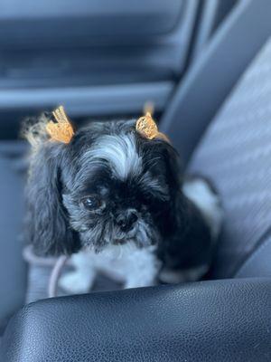 Razzle Dazzle Dog Grooming