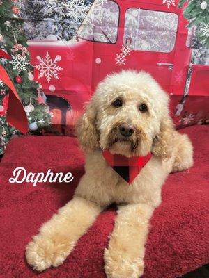 House Of Paws Grooming Salon