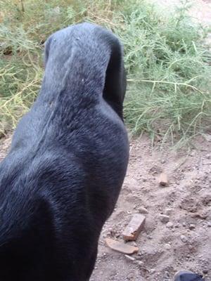 this was one of our goats the day after delivery from have trailer will travel. she had lost about 40 lbs total.