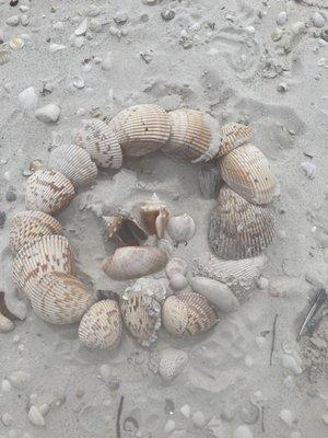 So many shells!!!