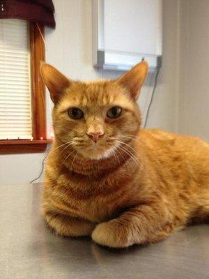 Howland Community Animal Hospital