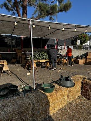 Mr Jingle's Christmas Trees