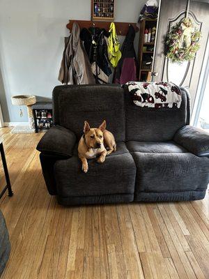 Dog Star Rescue