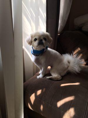 Clarence Pet Grooming