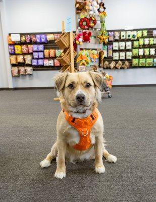 Pet approved toys and treats!