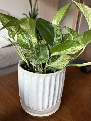 pothos and medium pot