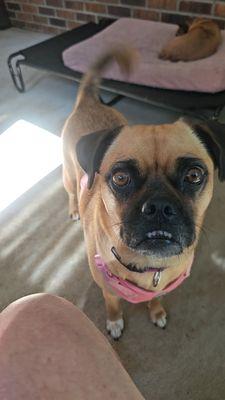 Wagging Tails Doggy Daycare & Pet Services