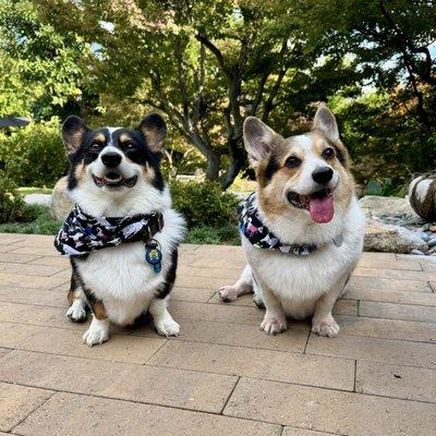 CURB Mobile Pet Groomers