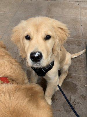 Sky's Dogwalking/Sitting