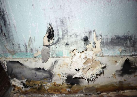 Omid M Javaherian, DC