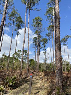 Lake Woodruff National Wildlife Refuge