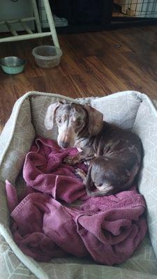 Humane Society-Animal Shelter