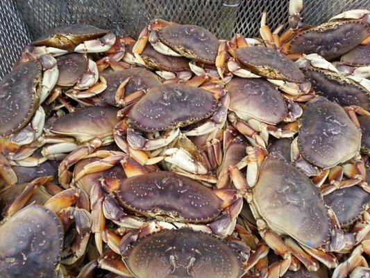 Best Dungeness Crab