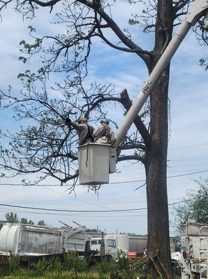 Sanchez Tree Services