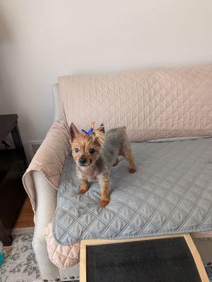 Bensonhurst Veterinary Care