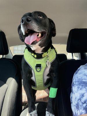 My pets smile after receiving great care at University pet hospital.