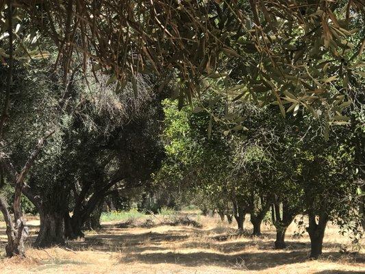 Jensen-Alvarado Historic Ranch & Museum