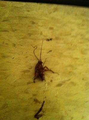 Roaches in the bathroom!!!