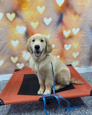 Leader of The Pack Dog Training