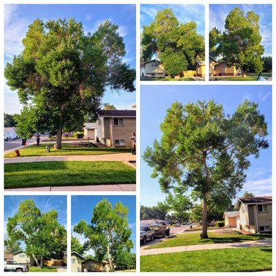 Elaborate Tree Tender