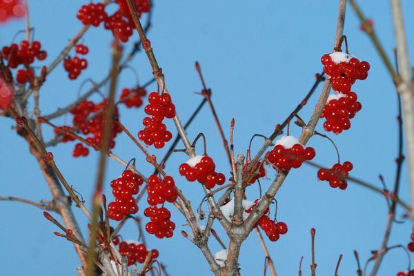 High bush cranberry in our yard makes delicious jam, we always save some for hungry winter birds to feed on.