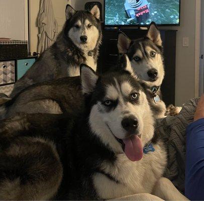 Countryside Animal Clinic