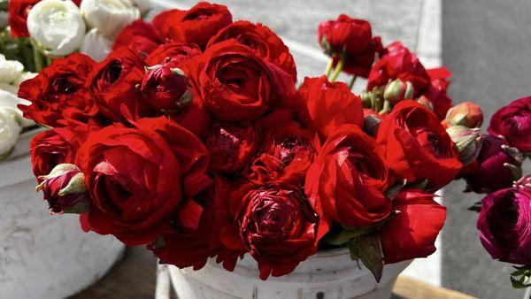Ranunculus are out in force