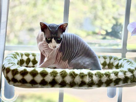 Mary Jane, la hermana gata de Timber.
Sphynx 4 años.