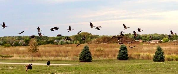Rescue Me Goose Chasing