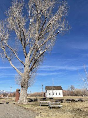 Cottonwood tree