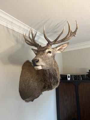 Knight’s Taxidermy