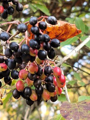 Highbush Blueberry 10.29.23