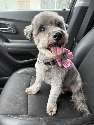 Bernadette’s Pet Spa