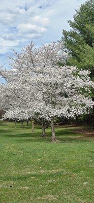 Olam J&K Multi Services