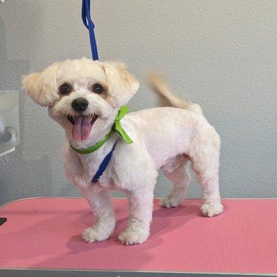 Furr Paradise Grooming