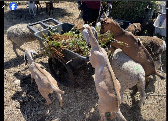 Happy Goats! (pic from FB)