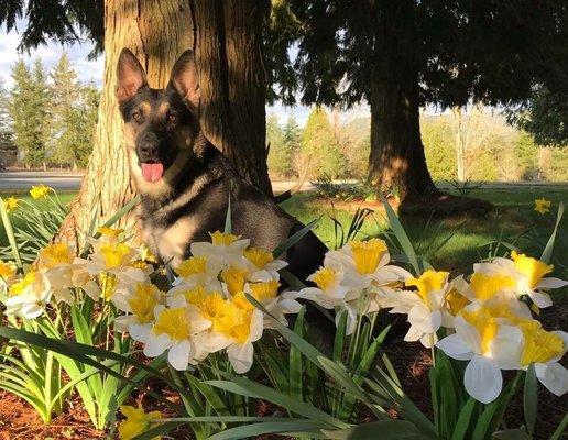 Von Sudlich Shepherds