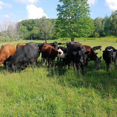 Davies Hillside Farms