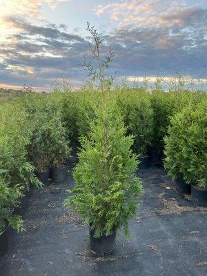 Carolina Privacy Trees