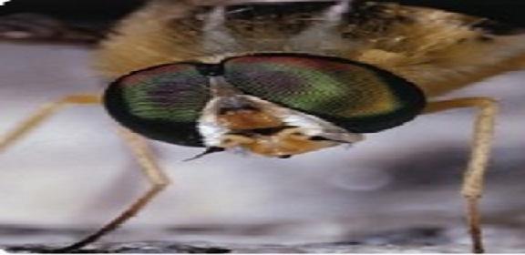 Patriot Pest Control Inc.