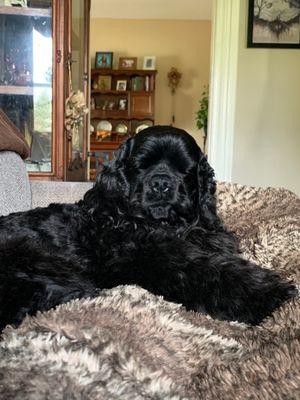 Evelyn's Classy Clipper