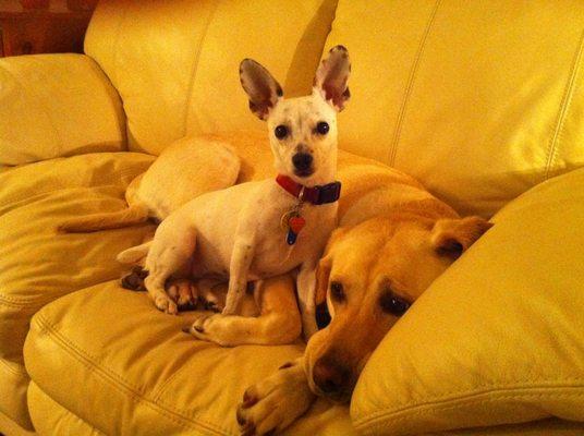 River City Dog Training