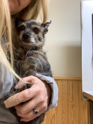 Focus Canine Training