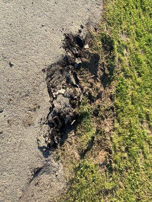 Quality Tree Service