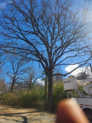 T&E Lawn And Tree Work