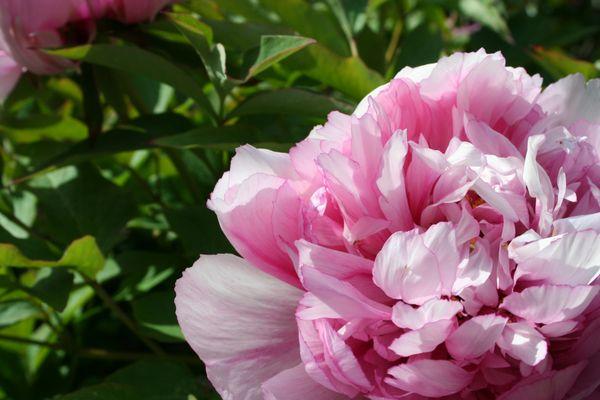 Zook & Oleson Gardening