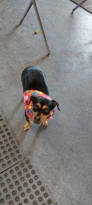 Salty Dog Mobile Pet Grooming