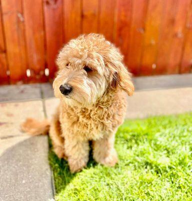 Golden Crest Retrievers & Doodles