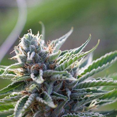 OG Kush from our garden.