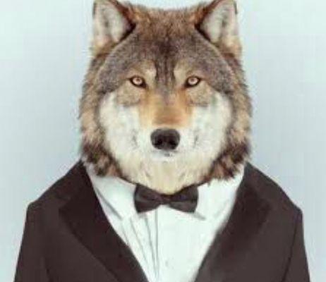 Wolf Roof and Window Cleaning